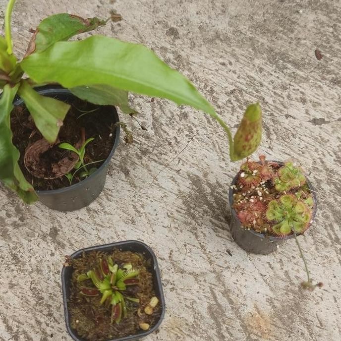 Paket Tanaman Karnivora ( Vft, Nepenthes, drosera)