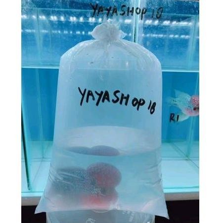 Bf888S Louhan Srd / Srm Ori Thailand Kualitas Bagus Hiasan Aquarium Pl30