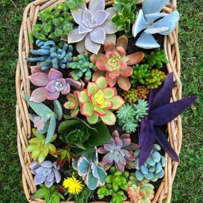 Paket 30 Buah Tanaman Hias Kaktus Sukulen Mini Dekorasi Rumah Cantik