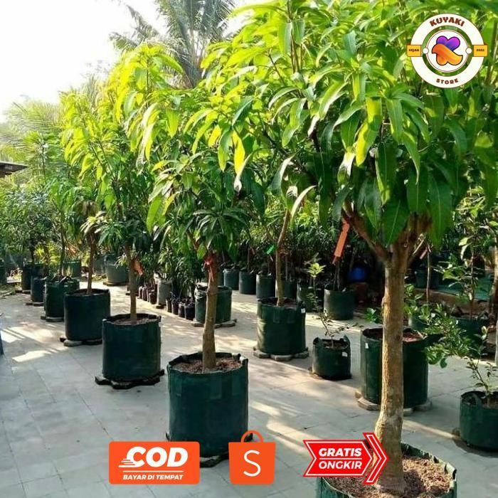 wwr-76 Um57 bibit mangga  Kelapa tinggi 1 meter batang besar siap berbuah Hemat Original