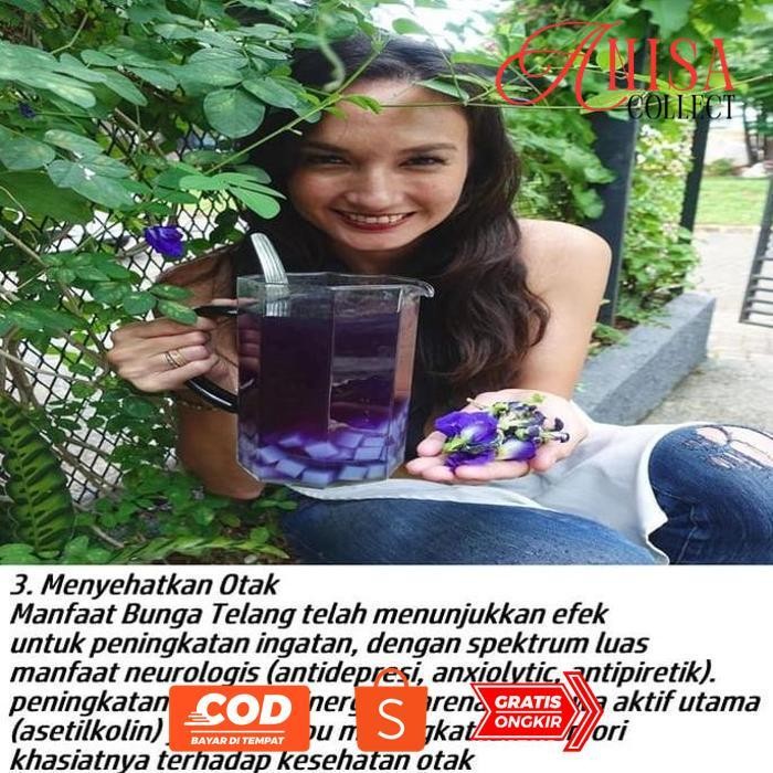 Racun Shopee Teh Bunga Telang Premium Isi 5 Celup Teh Kembang Telang Murni Teh Celup Murah Teh Telan