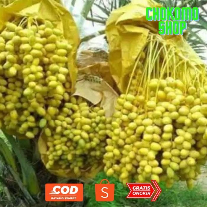 uk-68 fth- Bibit Kurma Tropis Indonesia Termurah Original Termurah