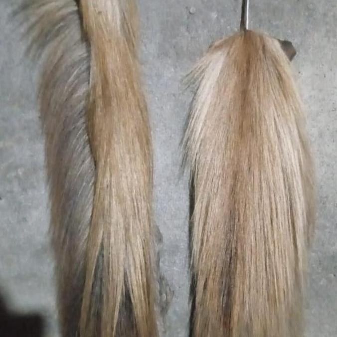 rambut kuda asli siap pakai bulu tebal lulang kering