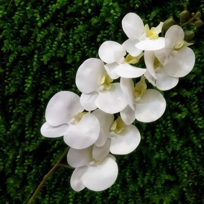 DT104 >> Anggrek latex putih / Anggrek bulan putih / Bunga anggrek artificial