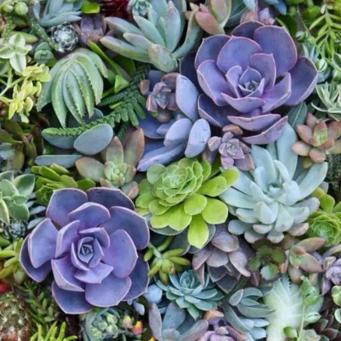 Paket 30 Buah Tanaman Hias Kaktus Sukulen Mini Dekorasi Rumah Cantik