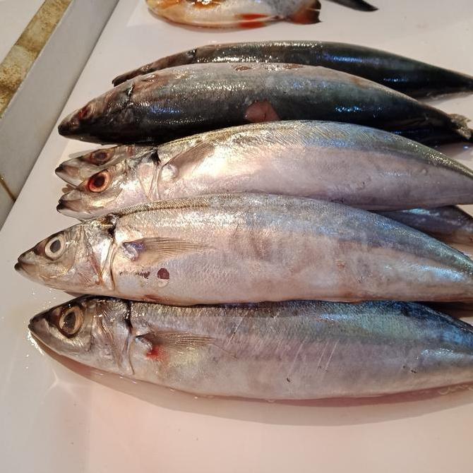 IKAN SALEM FRESH ENAK - IKAN SEGAR