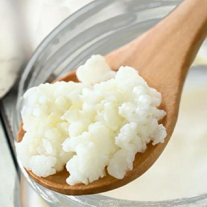 Leite - Grain Kefir / Bibit Kefir Susu /Kefir Grain 20Gr