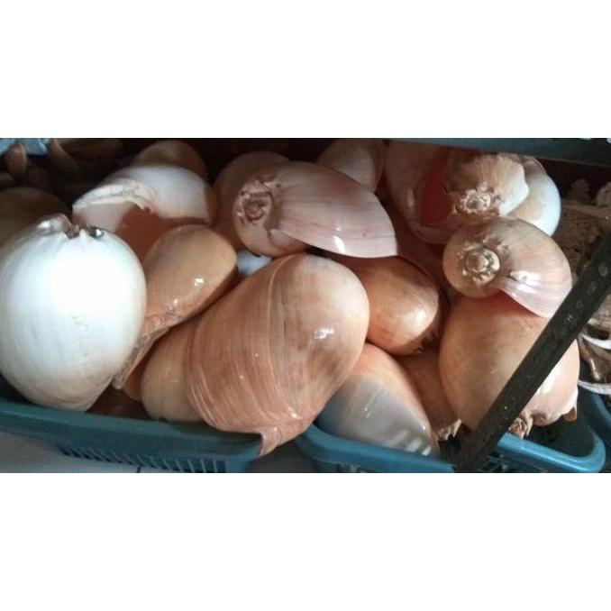 :=:=:=:=] cangkang kerang binga super jumbo