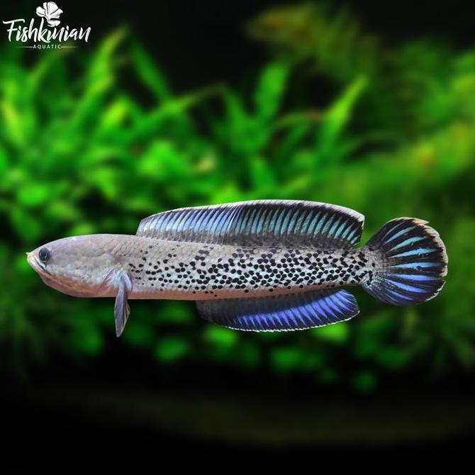 IKAN CHANNA STEWARTI GRADE A