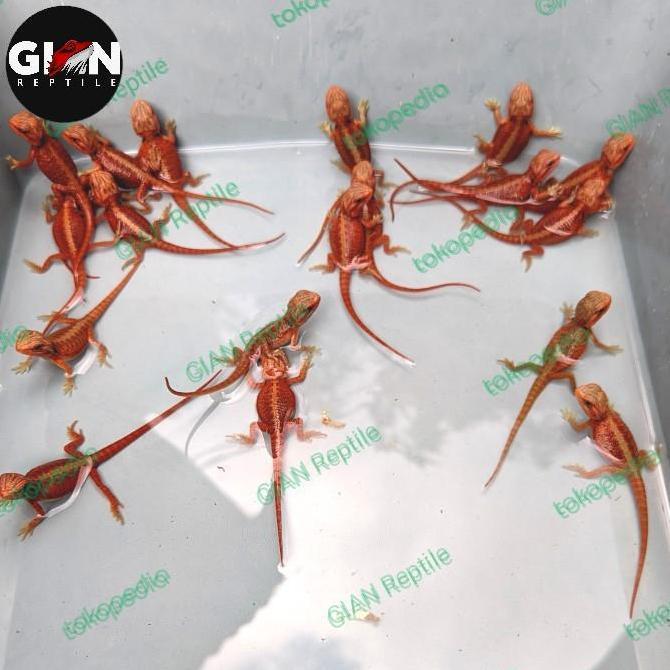 Deepanim- Bearded Dragon Super Red Hypo Trans