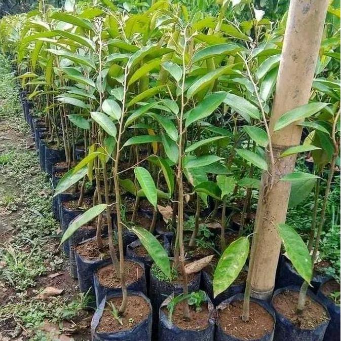 Promo Bibit Durian Montong Okulasi Bibit Durian Montong Super Unggulan Cod