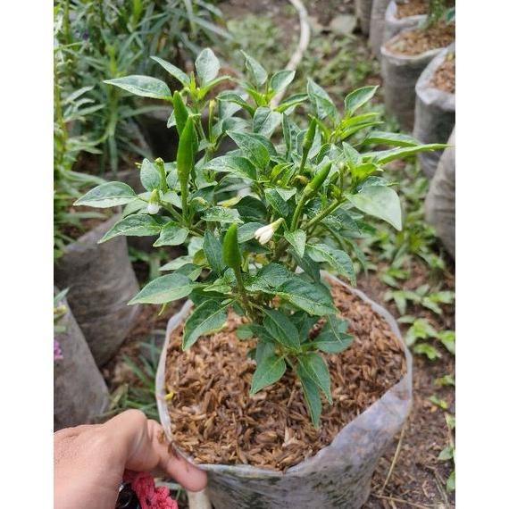 Promo Bibit Cabe Rawit Hijau Sudah Berbuah / Berbunga Cod