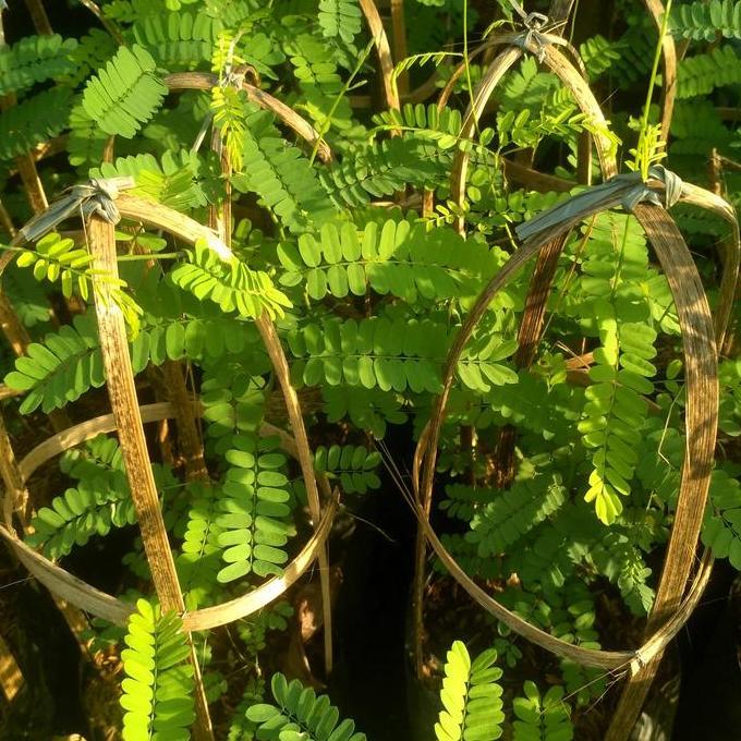 tanaman daun saga/bibit pohon daun saga/tanaman herbal/pohon saga