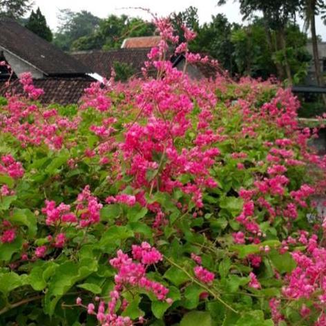 Promo Bibit Bunga Air Mata Pengantin Merah(Amp) Dewasa Rimbun Cod