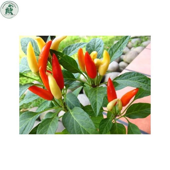 Promo Benih Bibit Cabe Rawit Hijau Benih Unggul Jawara - Cabe Rawit Catas Cod