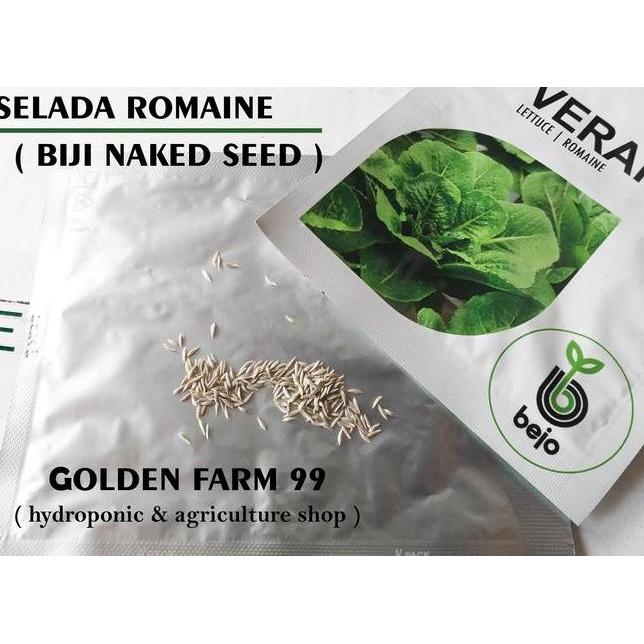 Benih Lettuce Romaine Verapas Bejo Seed