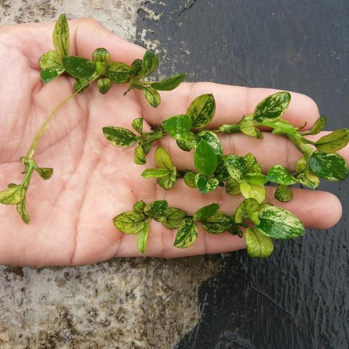 ANUBIAS PINTO - SIZE M - ANUBIAS PINTO