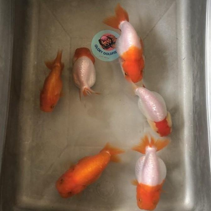 IKAN HIAS MAS KOKI RANCHU BUFFALO LIONCHU RANCU BUFALO