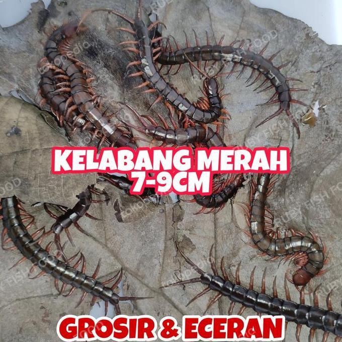 KELABANG MERAH HIDUP / LIPAN MERAH HIDUP / KELABANG PAKAN ARWANA