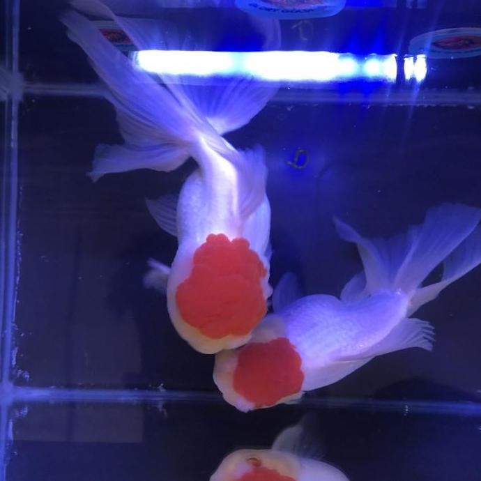 IKAN MAS KOKI ORANDA RED CAP / ORANDA RED CUP SUPER QUALITY JUMBO