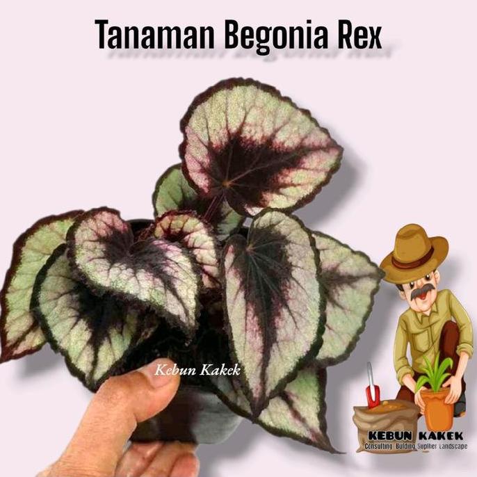 Tanaman Hias Begonia Rex / Tanaman Hias Hidup Begonia Rex / Bibit Begonia