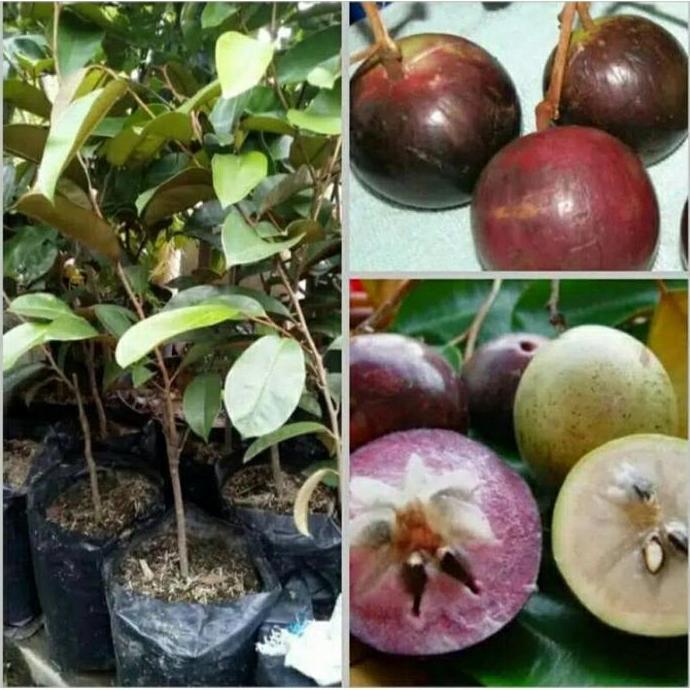Bibit Buah Kenitu Ungu Super HALAL