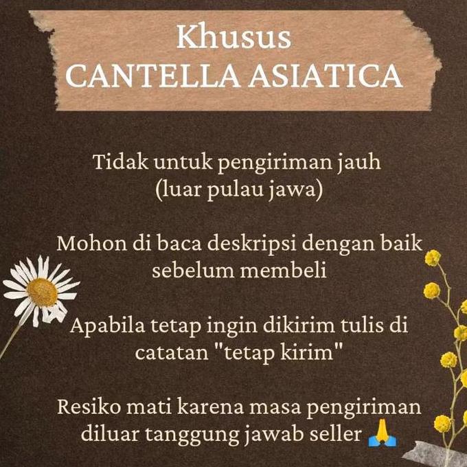 Korkor- Paket B Vas Dmj 17 Model Aesthetic Paket Tanaman Hias Indoor