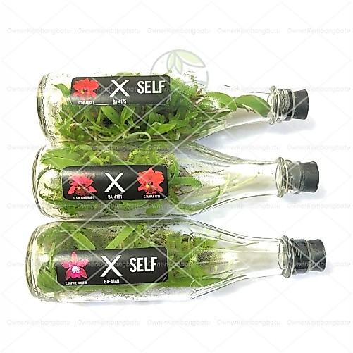 BIBIT ANGGREK CATTLEYA BOTOL | anggrek CATLEYA botolan