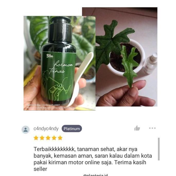Harve- Hormon Tunas Tanaman Penumbuh Tunas Aglonema