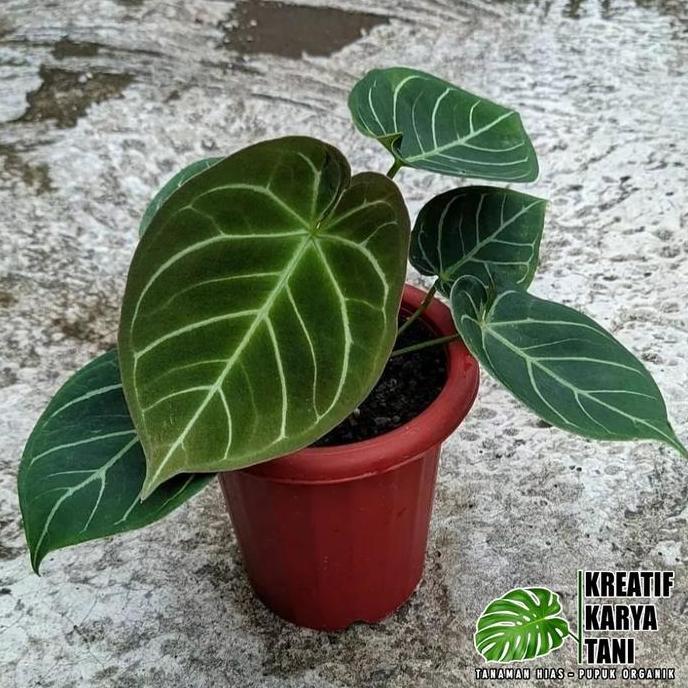 anthurium hoffmanii - anthurium hoffmanii hybird