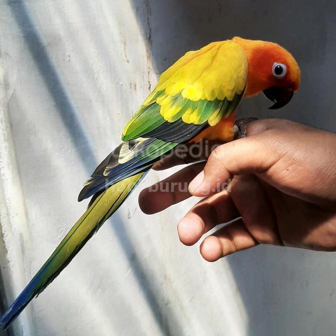 Super Murah, Sun Conure High Yellow Jinak