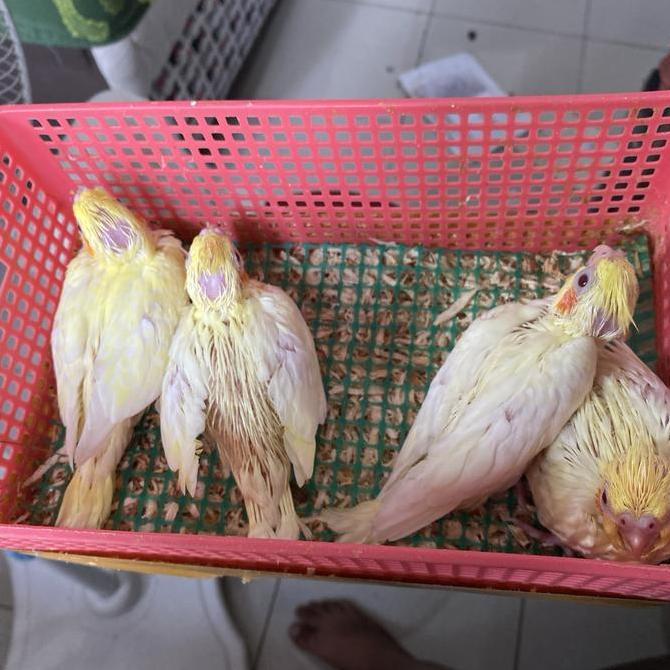 Super Murah, Lolohan Falk Lutino Mata Merah / Anakan Parkit Australia Lutino Mm