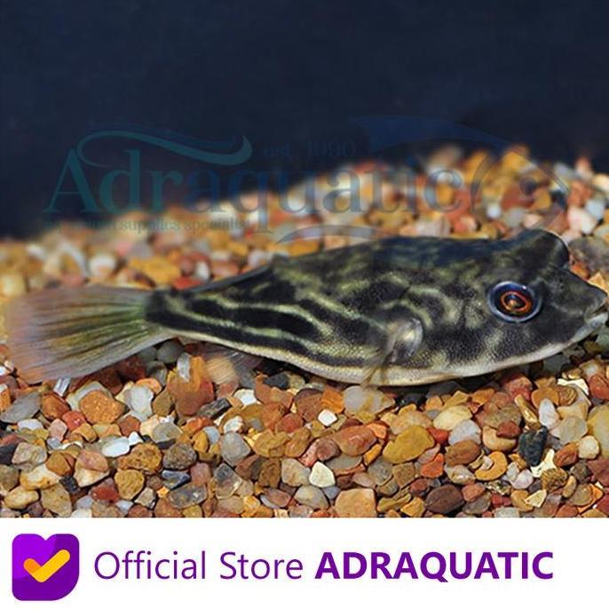 Sasana- Ikan Hias Buntal Fahaka Buntel Pufferfish Puffer Fish Puff Air Tar