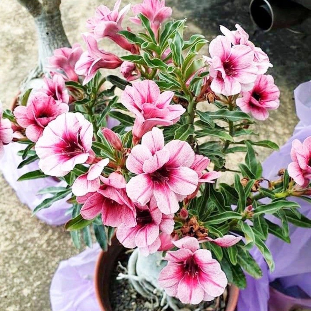 TANAMAN HIAS BUNGA ADENIUM TUMPUK || BUNGA ADENIUM TUMPUK