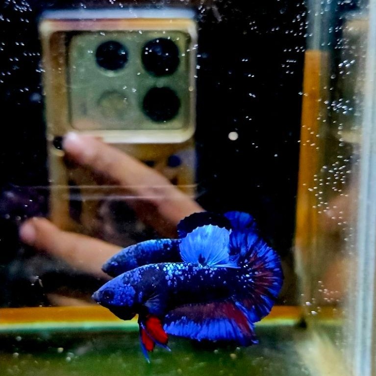 cupang avatar nebula