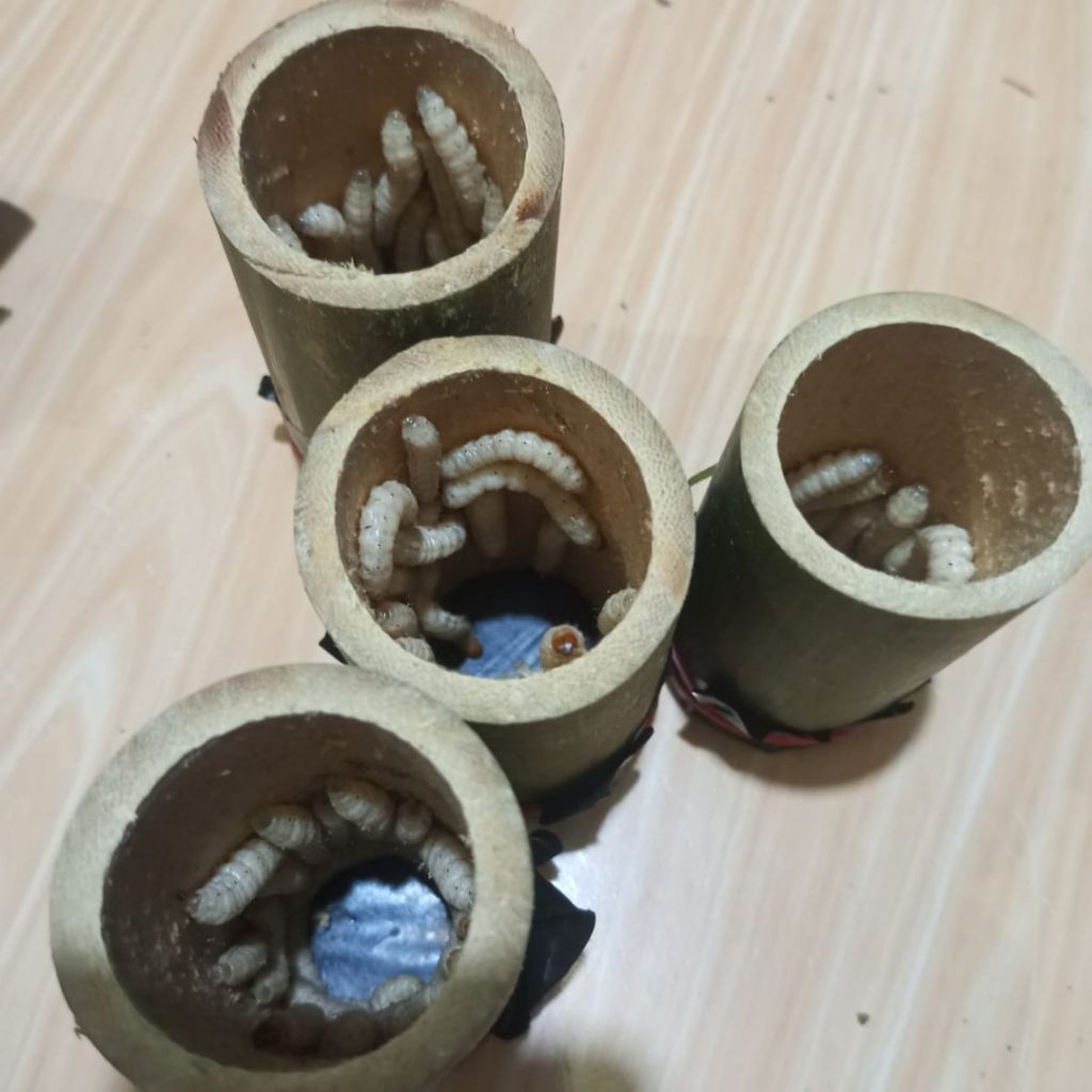 ULAT BAMBU(isi 25ekor)umpan pancing gacor