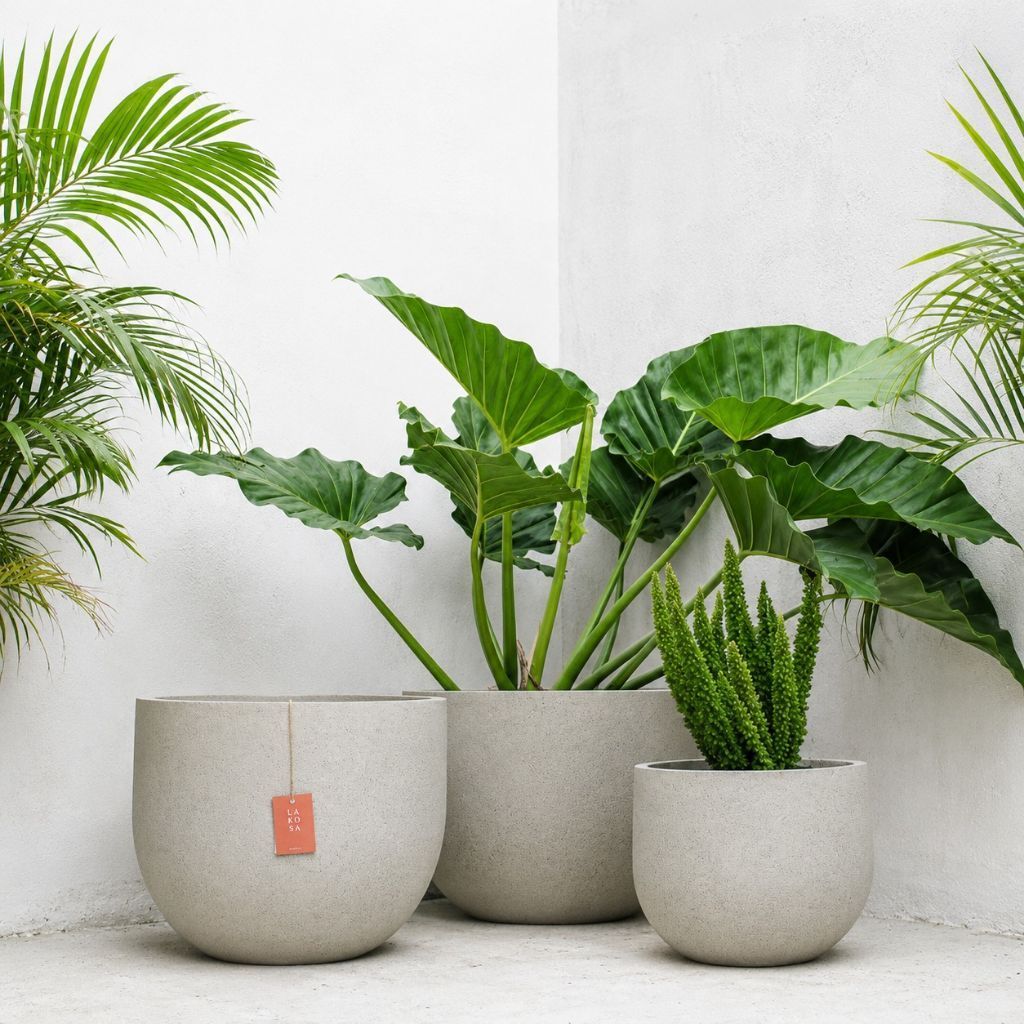 POT SEMEN BURAYUT | Pot semen Estetik Minimalis Indoor Outdoor