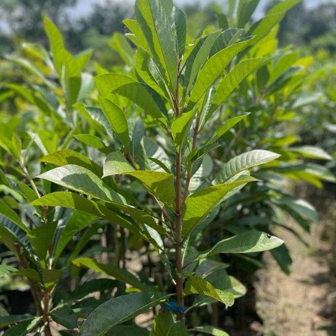 Bibit Mamey Sapote Suprem Hasil Okulasi 1 Meter Up Tanaman Buah Segar dan Berkualitas Tinggi PAN