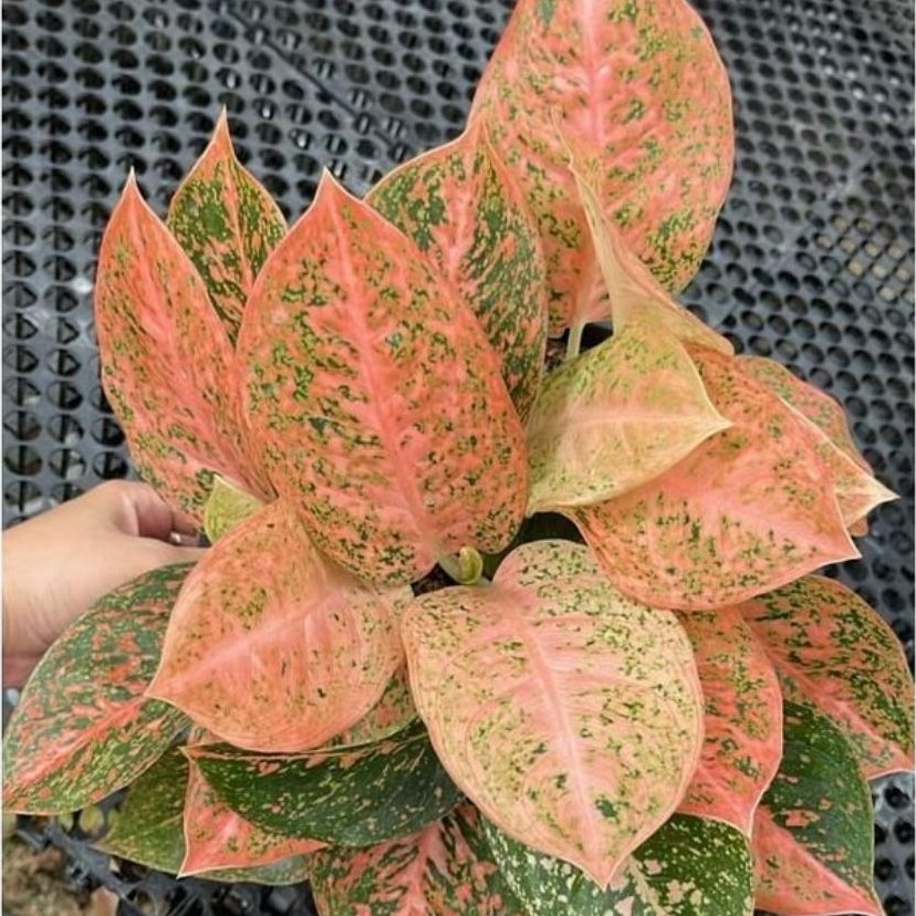(COD) Aglonema Stardust Orange - Bibit Bonggol Tanaman Hias Aglonema Bergaransi