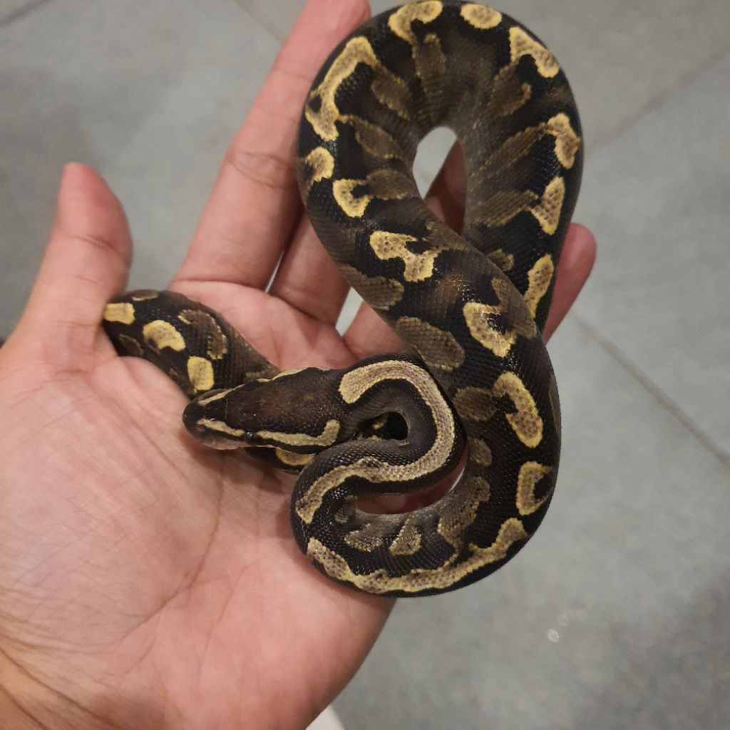 Ballpython Male GHI Lesser Vanilla het Clown