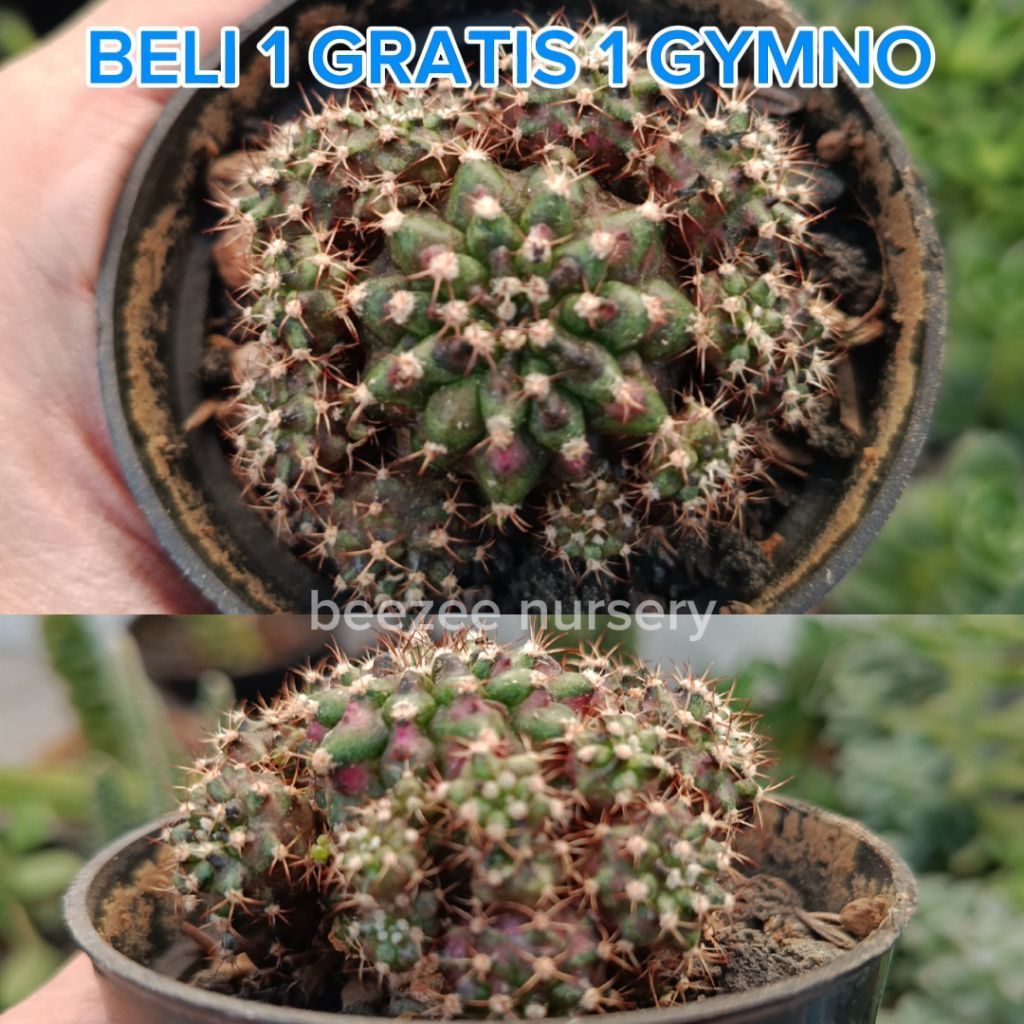Kaktus Gymnocalycium T Series cluster