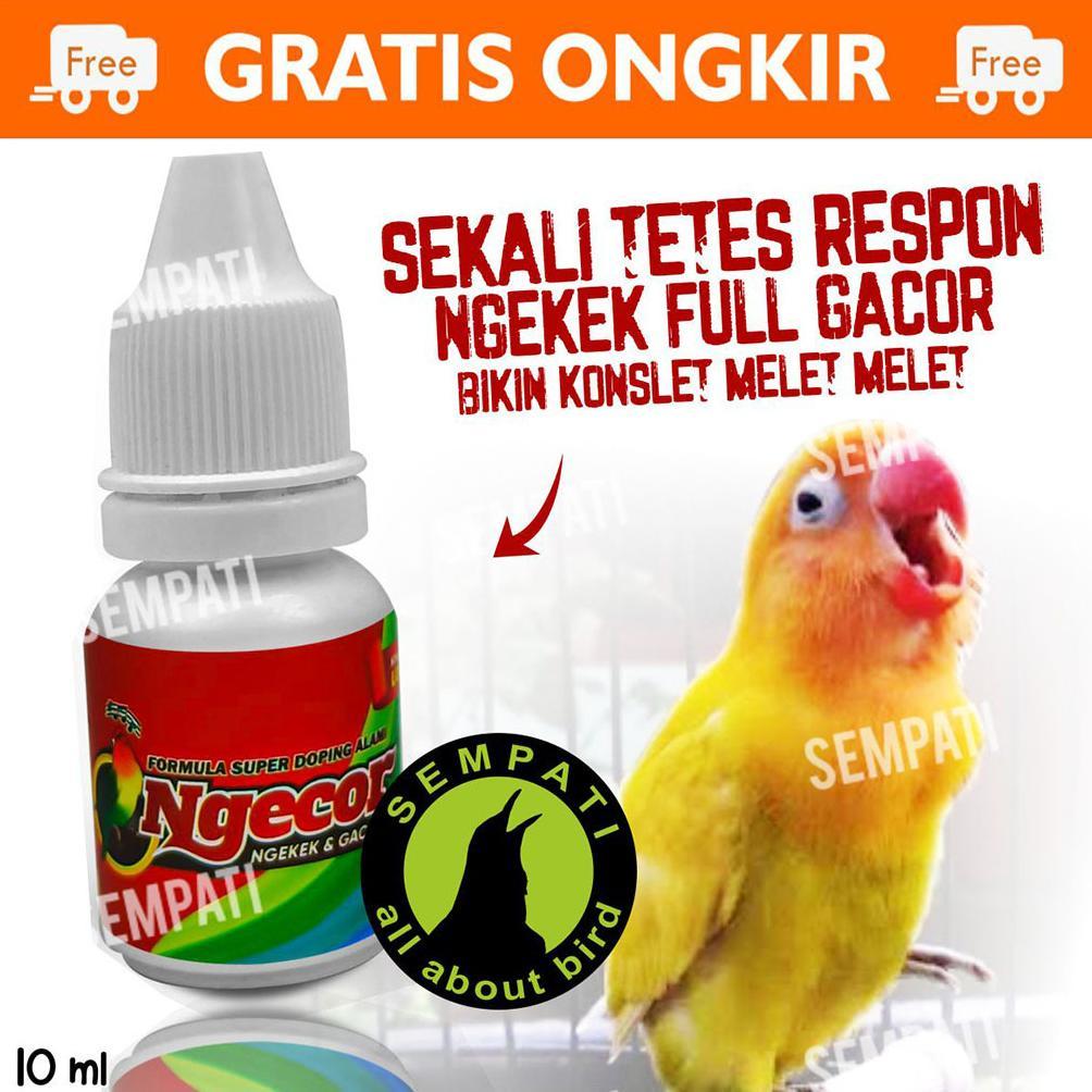 [BEST] SEMPATI NGECOR POWER GACOR BIOJANNA DOPING BURUNG LOVEBIRD|DOPING BURUNG LOMBA|NGEKEK|NGECOR 