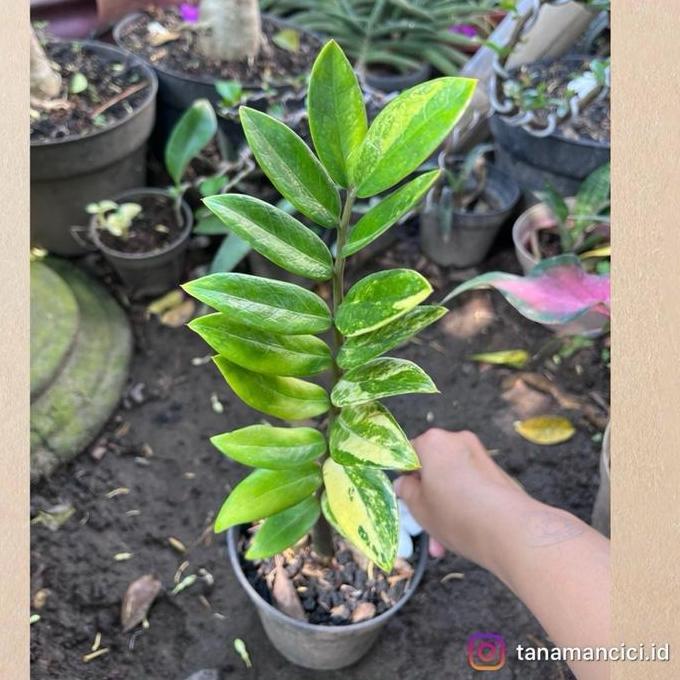 TERBARU - Tanaman Zz plants zamia variegata kuning real pict
