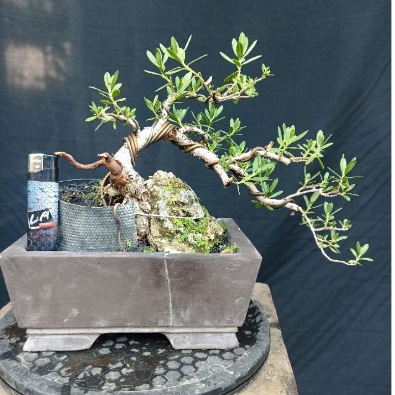 Bahan Bonsai santigi karang