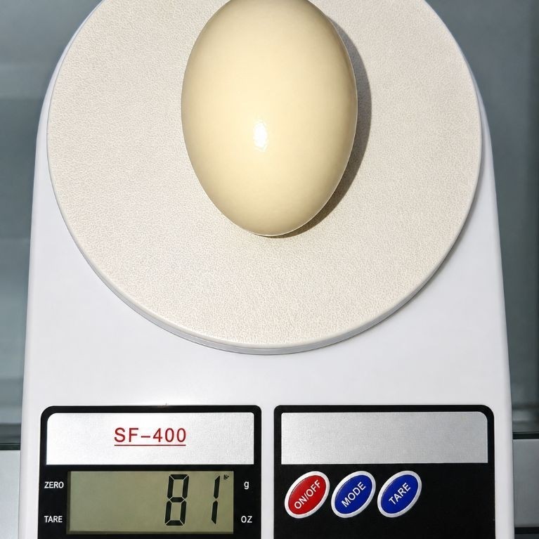 Telur Entok Entog Mentok Segar Kuning Padat