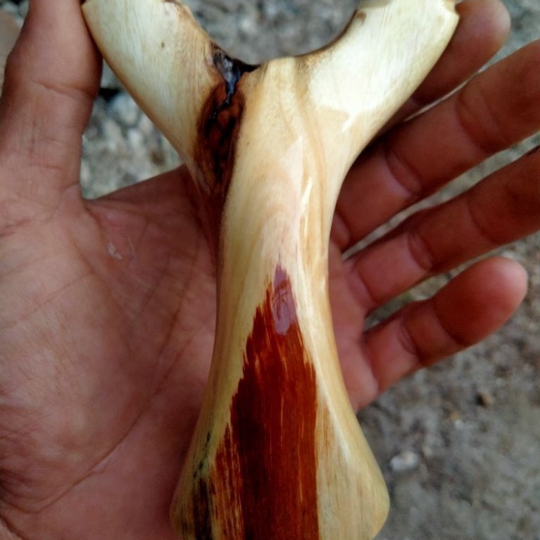 ketapel kayu akasia/ ayonCATAPULT