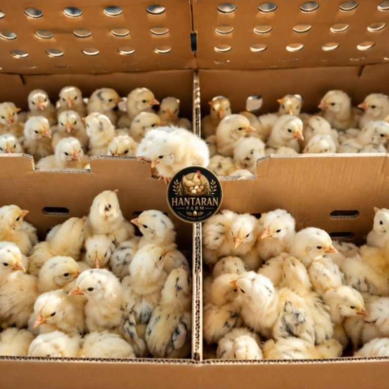 DOC/BIBIT AYAM PETELUR ELBA ORIGINAL (MINIM ORDER 15)