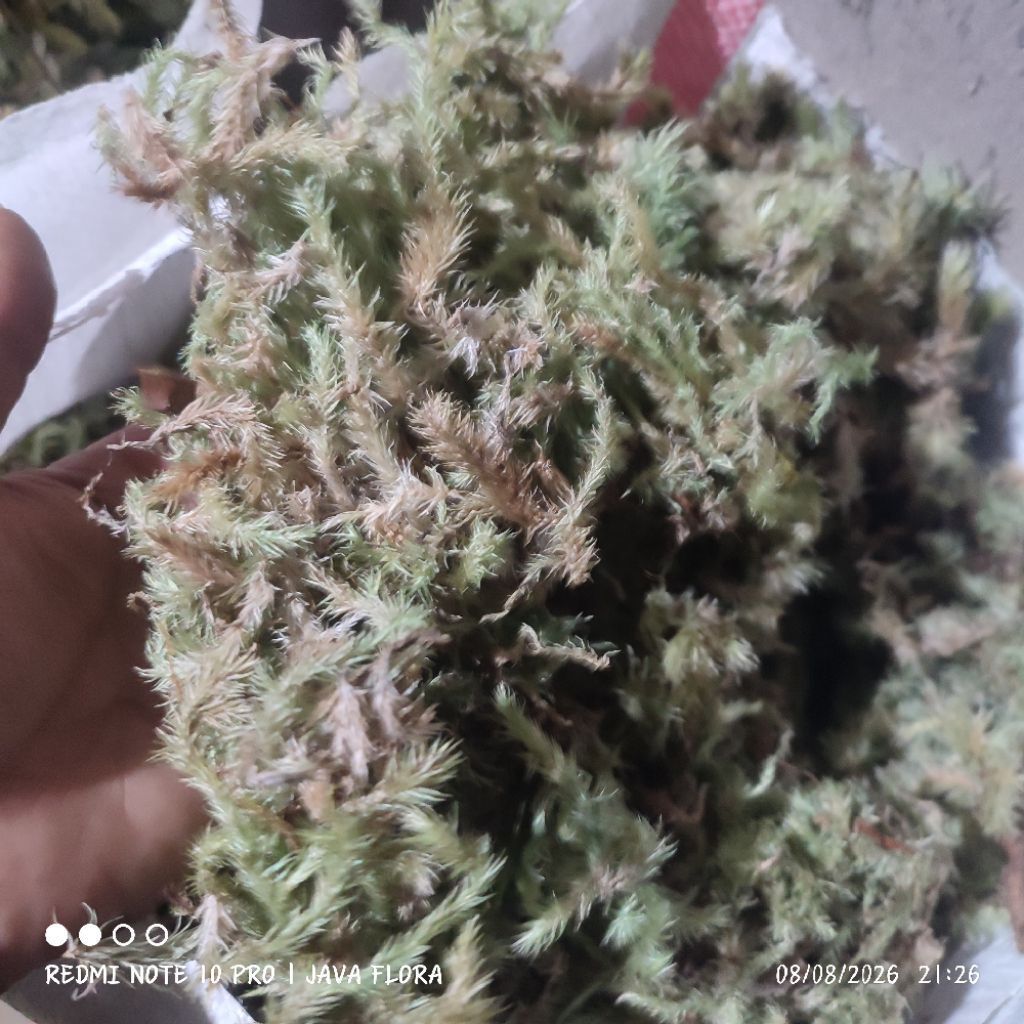 Media Tanam Spagnum Moss / Moss putih / Forest Moss Lilter