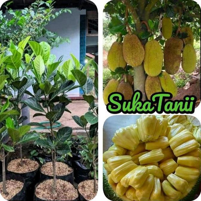 Promo Bibit nangka Jumbo madu okulasi bibit nangka jumbo cepat berbuah Diskon