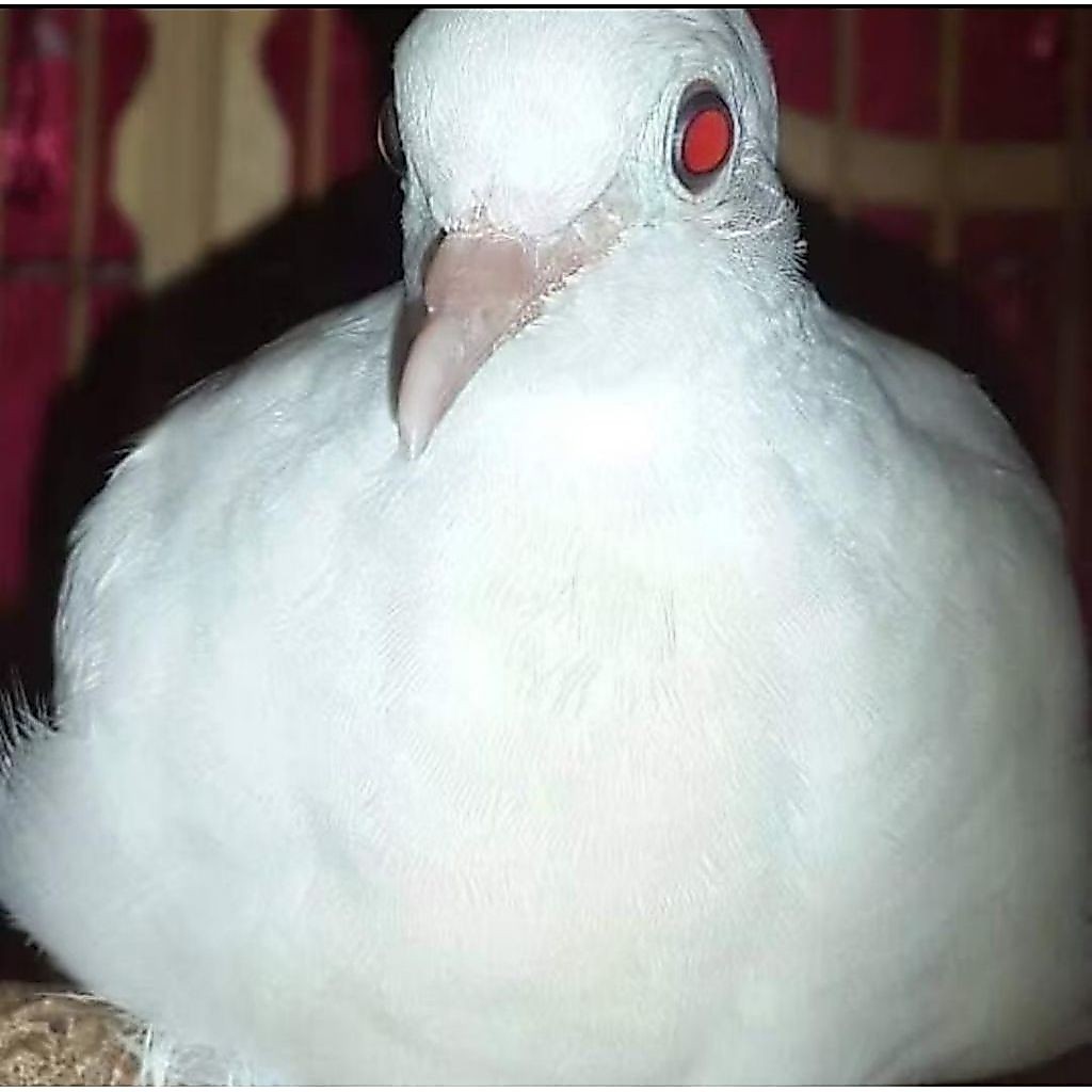 Burung perkutut Putih Kapas Dewasa Jantan